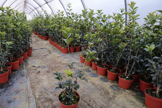 Lotto composto da 10 piante di Osmanthus aquifolium in vaso Ø16 cm, altezza 40–65cm