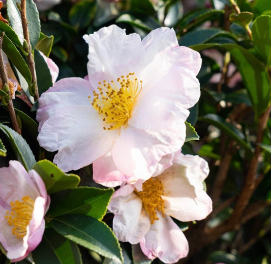 Camelia Sasanqua Hino de Gumo H 120 cm