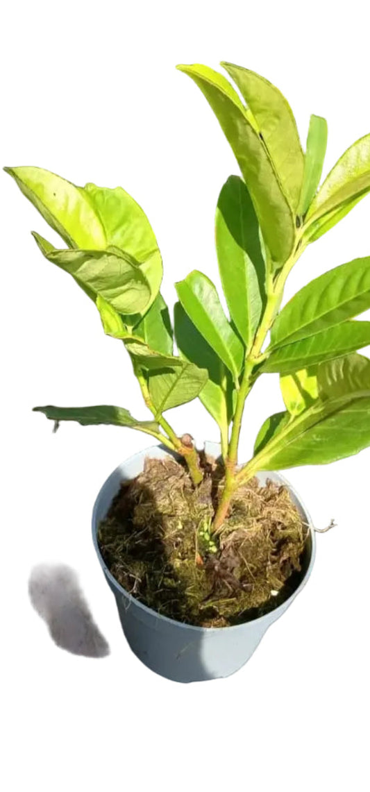 Lotto di 10 piante di lauro ceraso