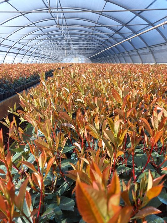 Lotto di 10 piante di Photinia Red Robin - altezza 45 cm