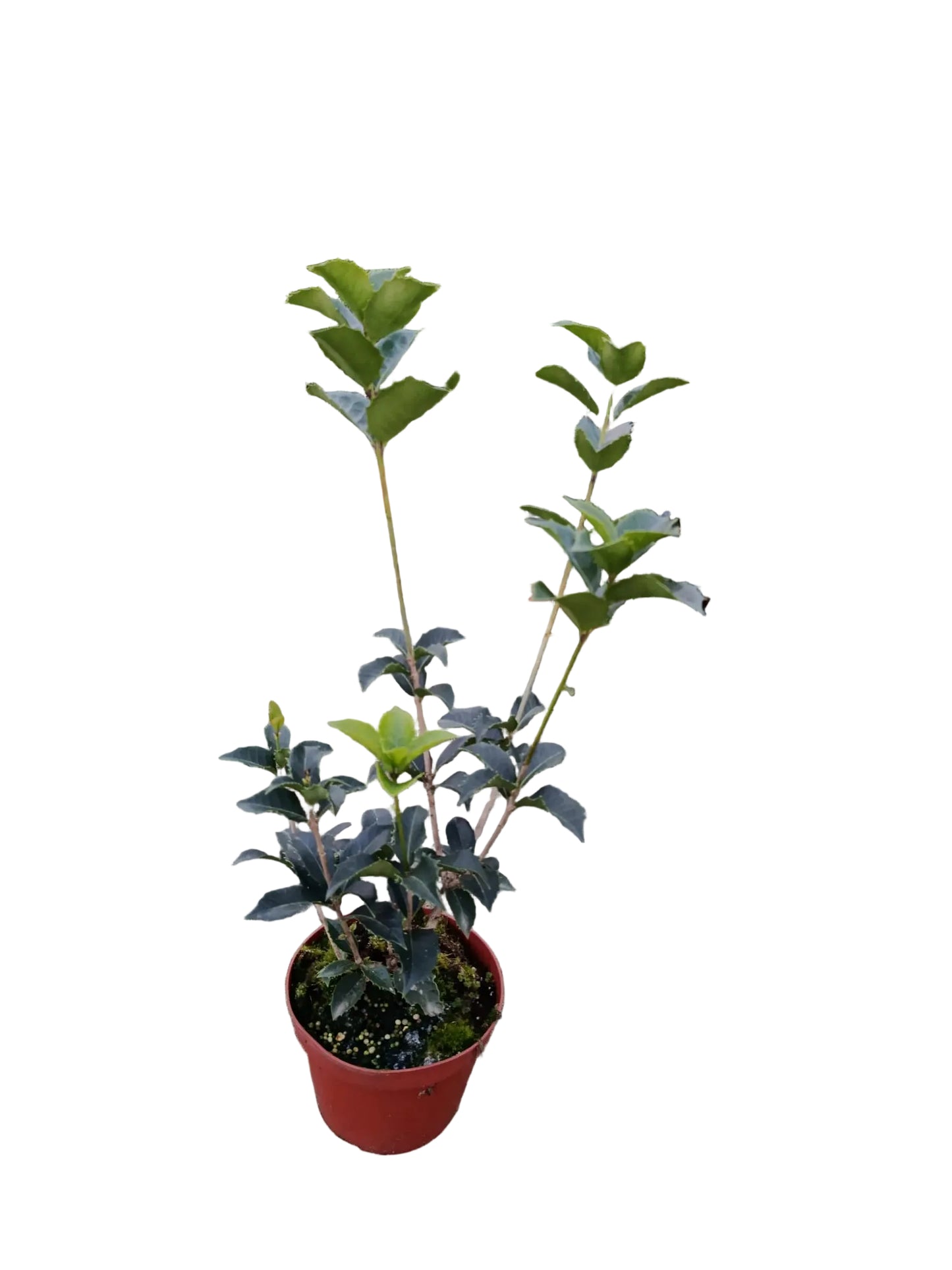 Lotto composto da 50 piante di Osmanthus aquifolium in vaso Ø16 cm, altezza 40–60 cm.