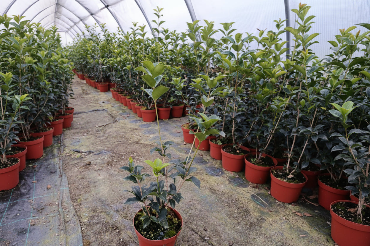 Lotto composto da 50 piante di Osmanthus aquifolium in vaso Ø16 cm, altezza 40–60 cm.