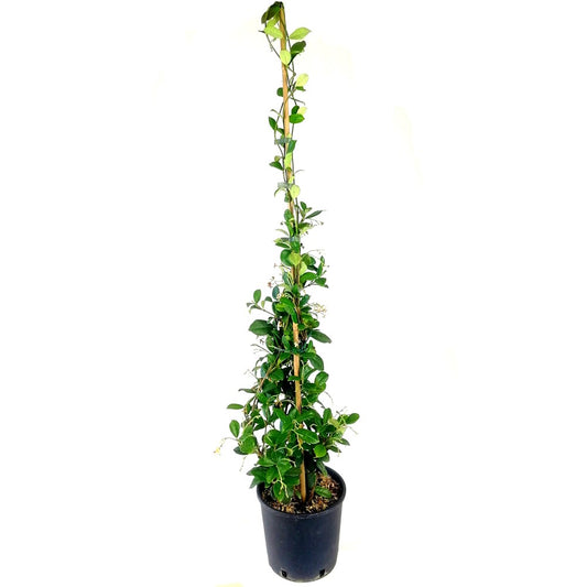 Set di 10 di Gelsomini rampicanti 100 cm – impalcato a palo