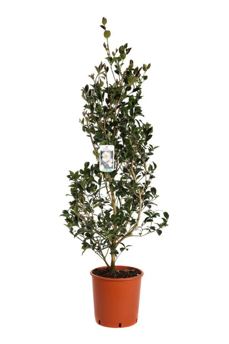 Camelia Sasanqua Hino de Gumo H 120 cm