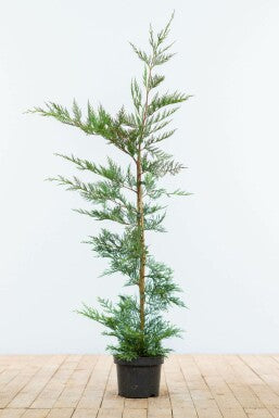 Set da 10 Piante di Leylandii – Altezza circa 100 cm