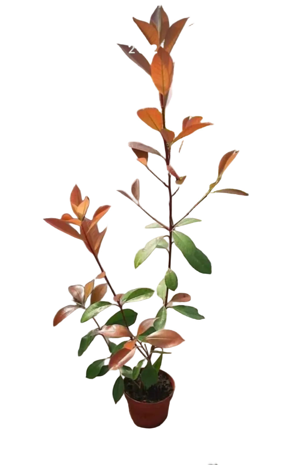 Lotto di 10 piante di Photinia Red Robin - altezza 45 cm