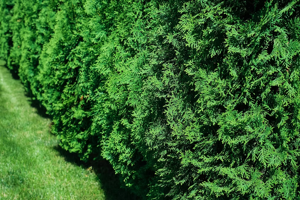 Set da 10 Piante di Leylandii – Altezza circa 100 cm